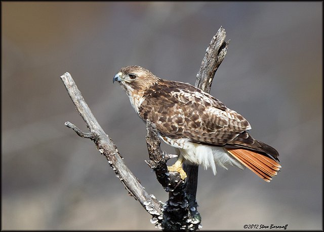 _2SB3834 red-tailed hawk.jpg - Mature Female